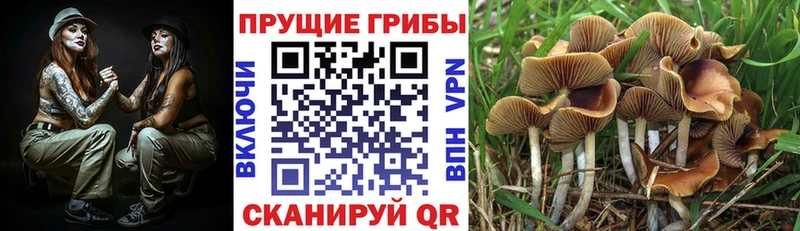 Псилоцибиновые грибы прущие грибы  Домодедово 